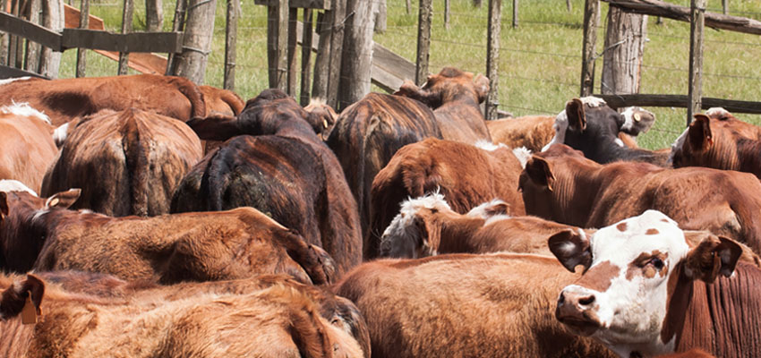 Grain-fed Hereford Rio Lucia fra den uruguayanske pampas