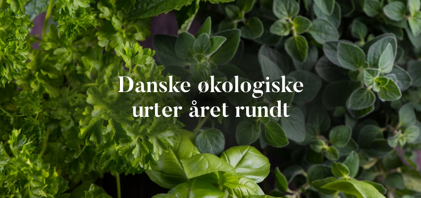 Danske økologiske urter året rundt